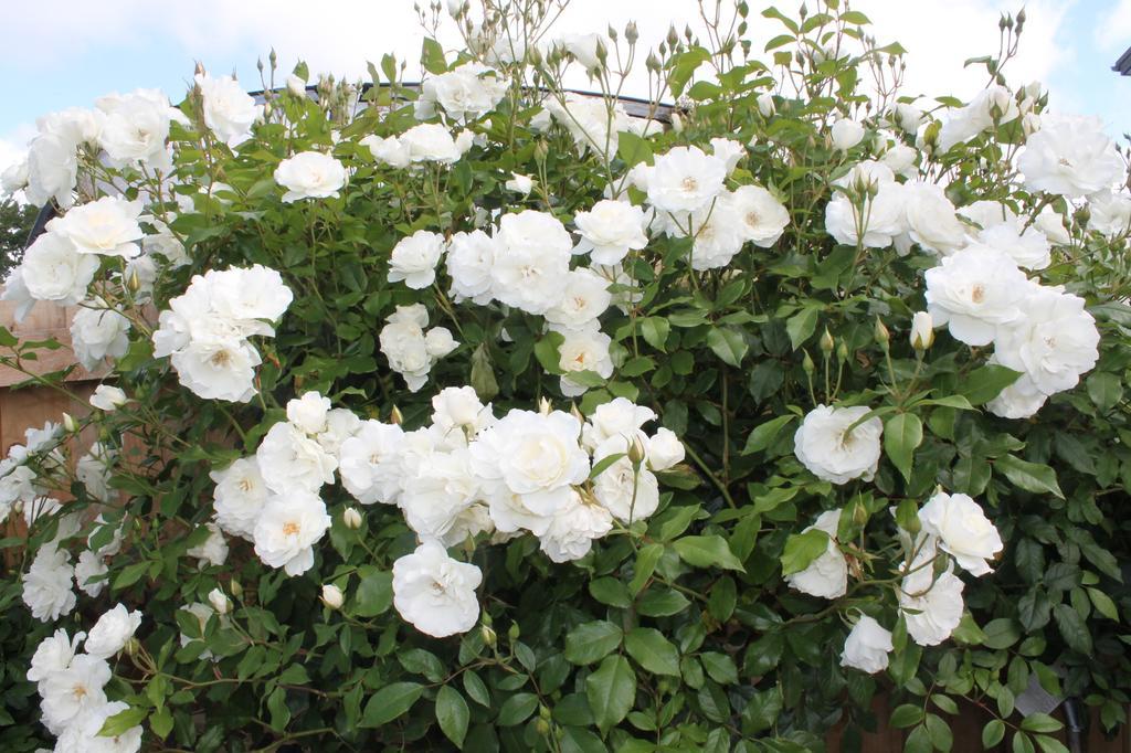 Aroha Riccarton Bed And Breakfast Christchurch Ngoại thất bức ảnh